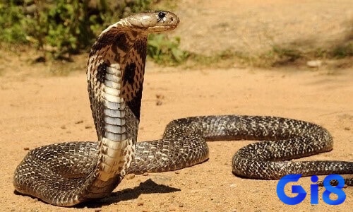 Rắn hổ mang biểu tượng cho sức mạnh và sự biến đổi, báo hiệu thay đổi lớn trong sự nghiệp hoặc xã hội