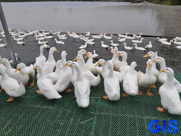 Phân biệt giữa vịt con, và vịt trưởng thành trong mơ cũng rất quan trọng
