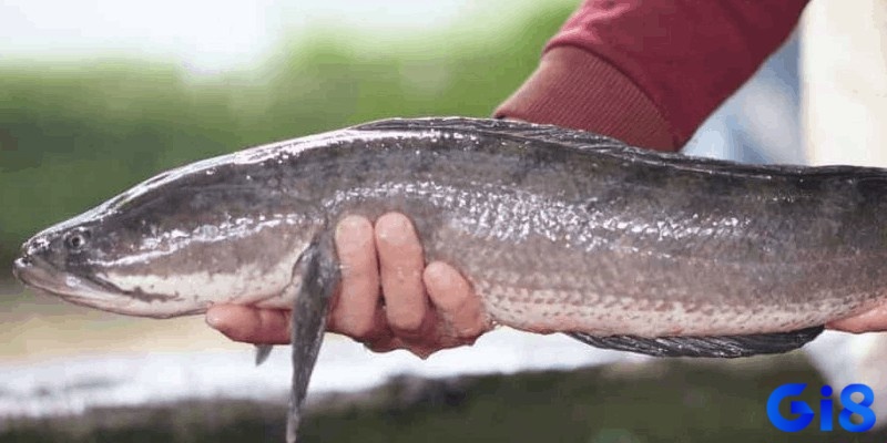 Hình ảnh của con cá lóc mang nhiều ý nghĩa, có thể gắn với sức sống mãnh liệt