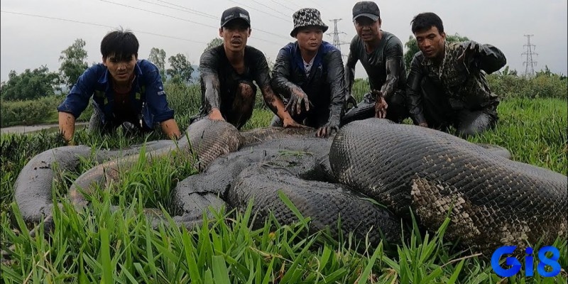 Giải mã giấc mơ thấy trăn đang bò qua đường 