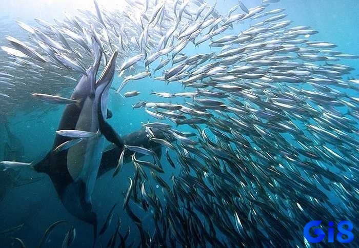Mơ nhiều cá bơi trong nước cho thấy sự thịnh vượng 