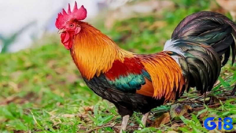 Màu đỏ cam thể hiện khí chất hừng hực và sức chiến đấu bền bỉ của gà nòi