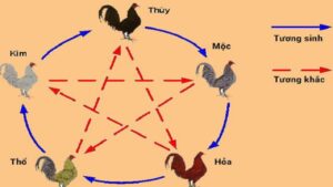 Màu mạng gà đá là gì? Xem màu mạng gà đá chính xác nhất