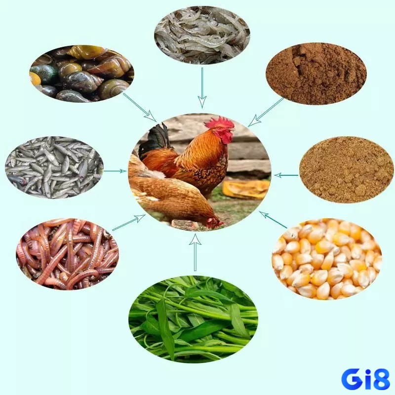 Protein, vitamin và khoáng chất là nền tảng để màu mạng gà đạt chuẩn sắc nét