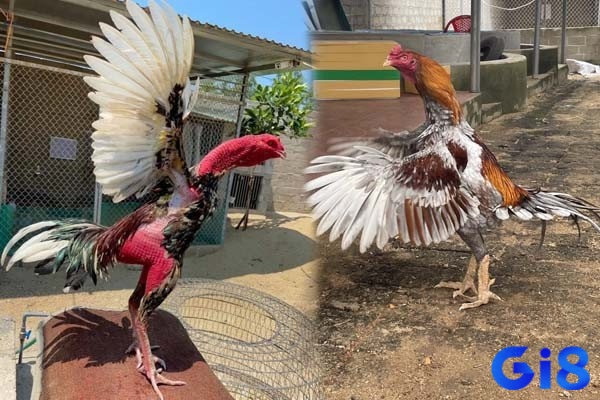 Môi trường lý tưởng giúp gà khỏe mạnh, từ đó nâng cao chất lượng màu mạng
