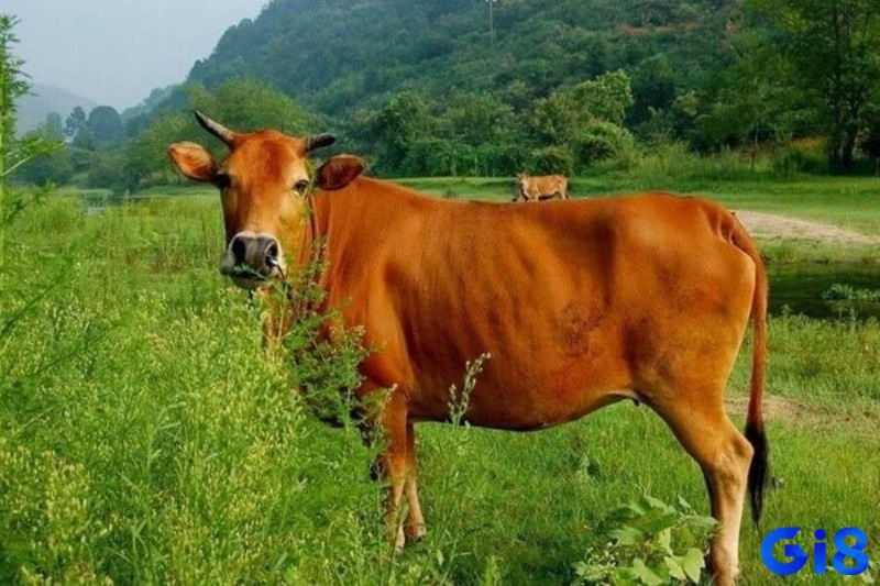 Bò là loài vật mang ý nghĩa về sự chăm chỉ và tính kiên nhẫn
