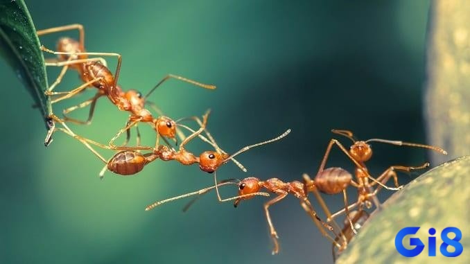 Chi tiết như màu sắc hoặc cách di chuyển của kiến ảnh hưởng lớn đến con số lựa chọn