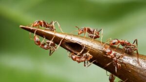 Mơ thấy nhiều kiến đánh con gì? Giải mã và chọn số may mắn