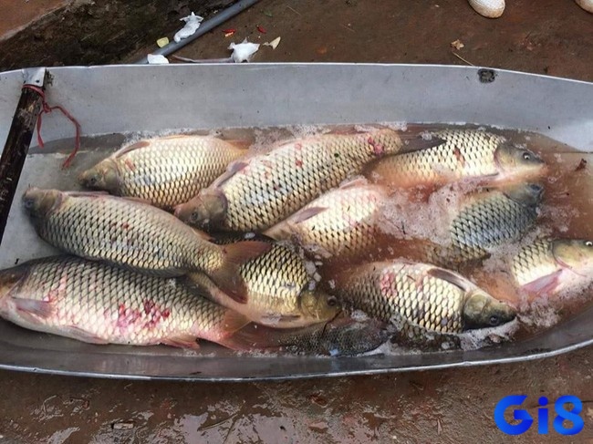 Mơ thấy câu được nhiều cá là tín hiệu tài lộc và thành công nhưng cũng đi kèm trách nhiệm nặng nề